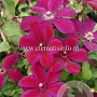 Clematis 'Westerplatte' GM 2,0L leverbaar