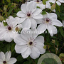 Clematis White Pearl GM 2,0L leverbaar