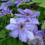 Clematis 'William Kennett' GM 2,0L leverbaar