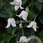 Clematis 'Winter Beauty' GM 2,0L leverbaar