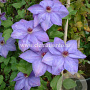 Clematis 'Xerxes' GM 2,0L leverbaar