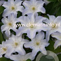 Clematis 'Yukikomachi' GM 2,0L leverbaar
