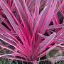 Cordyline Electric Pink 50-60 cm 5,0L