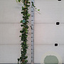 Hedera hibernica 180 cm 2,0L met stok