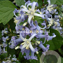 Clematis 'Côte d'Azur' GM 2,0L leverbaar