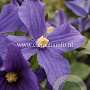 Clematis durandii GM 2,0L leverbaar