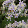 Clematis 'Mrs Robert Brydon' GM 2,0L leverbaar