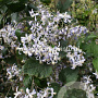 Clematis 'Praecox' GM 2,0L leverbaar