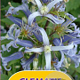 Clematis stans GM 2,0L leverbaar