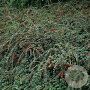 Cotoneaster apiculatus 'Blackburn' halfstam 50L 120 cm stam