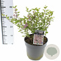 Syringa meyeri Flowerfesta Pink 50-60 cm 5,0L