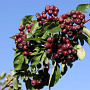 Sorbus 'Burka' GM 7L
