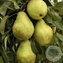 Pyrus communis 'Triomphe de Vienne' GM 11L