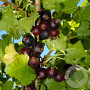 Ribes 'Josta' GM 7L