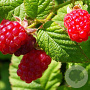 Rubus idaeus 'Tulameen' GM 7L