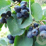 Amelanchier alnifolia 'Martin' GM 7L