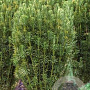 Cephalotaxus harringtonii GM 7L