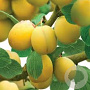 Prunus domestica 'Mirabelle de Nancy' GM 11L
