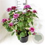 Clerodendrum bungei 'Pink Diamond' 50-60 cm 10L