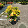 Pieris 'Forest Flame' 40-50 cm 10L