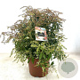 Pieris 'Forest Flame' 40-50 cm 10L