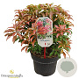 Pieris jap. 'Red Mill' 30-40 cm 5,0L struik