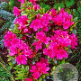 Rhododendron (AJ) 'Amoenum' 70-80 cm 40L