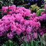 Rhododendron Anastasia 30-40 cm 5,0L struik