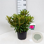 Rhododendron (AC) 'Anna' 30-40 cm 5,0L struik