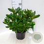 Rhododendron 'Cunningham's White' 30-40 cm 5,0L struik