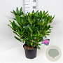 Rhododendron 'Delta' 30-40 cm 5,0L struik