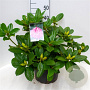 Rhododendron 'Germania' 50-60 cm 10L