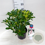 Rhododendron Graffito 30-40 cm 5,0L struik