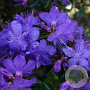 Rhododendron 'Gristede' 25-30 cm 3,5L