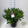 Rhododendron 'Hachmann's Charmant' 60-70 cm 20L