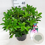 Rhododendron 'Helen Martin' 30-40 cm 5,0L struik