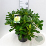 Rhododendron 'Horizon Monarch' 50-60 cm 10L