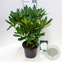 Rhododendron 'Madame Masson' 30-40 cm 5,0L struik