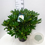 Rhododendron 'Madame Masson' 50-60 cm 10L