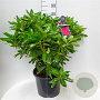 Rhododendron 'Old Port' 60-70 cm 20L