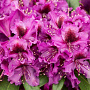 Rhododendron 'Orakel' 30-40 cm 5,0L struik
