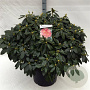 Rhododendron (Y) 'Percy Wiseman' 70-80 cm 40L