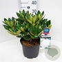 Rhododendron 'Picotee' 30-40 cm 5,0L struik