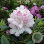 Rhododendron 'Picotee' 40-50 cm 10L