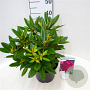 Rhododendron (P) 'Polarnacht' 30-40 cm 5,0L struik