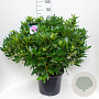 Rhododendron ponticum 60-70 cm 20L