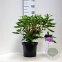 Rhododendron 'Roseum Elegans' 30-40 cm 5,0L struik