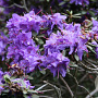Rhododendron russatum 25-30 cm 3,5L