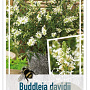 Buddleja davidii 'Free Petite' 40-50 cm 3,0L