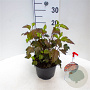 Physocarpus opulifolius 'Diable d'Or' 30-40 cm 3,0L
